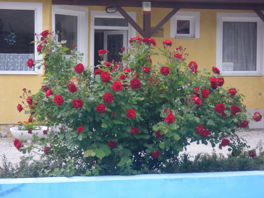Gyenesdiás Tulipan Bungalow Camping Resort المظهر الخارجي الصورة